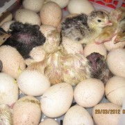 Индюшиные яйца фото