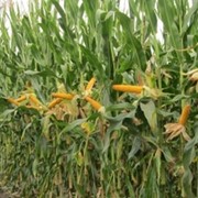 Семена кукурузы Василий (VASILI) (Импорт) фотография
