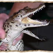 Продаются ручные крокодильчики малыши фото