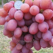 Виноград сорт Ливия фото