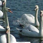 Разведение сельскохозяйственной птицы фото