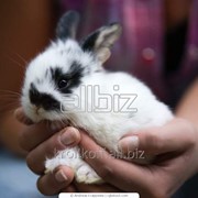 Кролики на экспорт фото