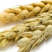 Масло зародышей пшеницы опт