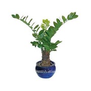 Замиокулькас Zamia фото