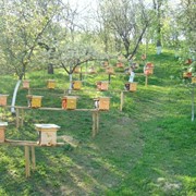 Распродажа чистопородных пчеломаток июль месяц фото