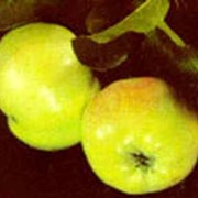 Яблоки грушовка фотография