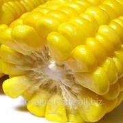 Семена гибридов кукурузы Футурикс