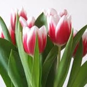 Тюльпаны из Голландии фото