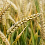 Агрономическая модель для пшеницы фото
