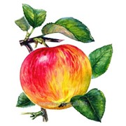 Лист яблони фотография