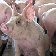 Комбикорм для свиней на откорм (финиш) фото