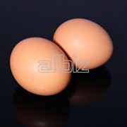 Яйцо столовое куриное. фото