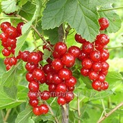 Смородина Ribes rubrum Jonkheer van Tets рост 60 – 80