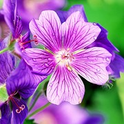 Герань плосколепестная (Geranium platypetatum) фото