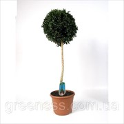 Самшит вечнозеленый -- Buxus sempervirens фото