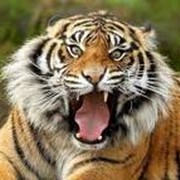 Тигры фотография