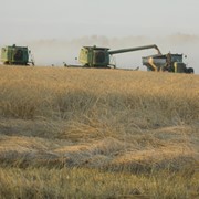 Семена пшеницы Алтайская 325 элита фото