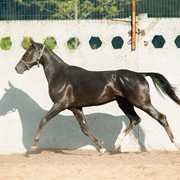 Ахалтекинский жеребец Асгатжамал/ Akhal-Teke stallion Asgatzhamal фото