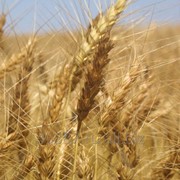 Пшеница озимая 5 класс