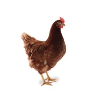 Цыплята Ломан Браун (курочка суточная)