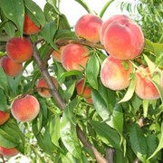 Саженцы персика Ред Хавен фото