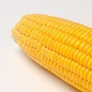 Семена кукурузы НК Термо фотография