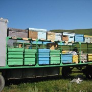 Пчелы,суши,рамки,мед.... фото