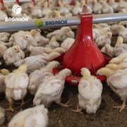 Автоматические кормушки для бройлеров bEST фото