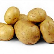 Картофель семенной Коломба Элита фото