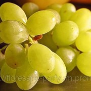 Виноградной косточки рафинированное фотография