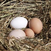 Яйцо Organic eggs, домашнее фото