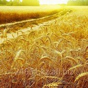 Пшеница 3 класса фотография