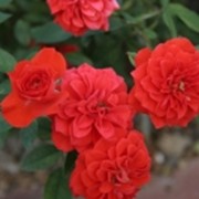Розы плетистые. Плетистая (клаймер) Роза "Орандж Мейандина" (Orange Meillandina). Украина, Киевская область