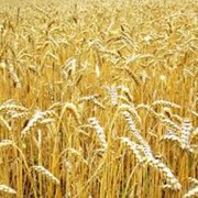 Пшеница опт фотография