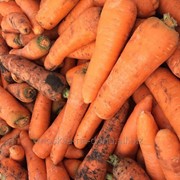 Морковь крупная для переработки