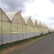 Теплицы и тепличные комплексы площадью от 500 до 15 000 м2 для сезонного или круглогодичного выращивания овощных культур фото