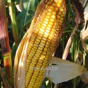 Семена кукурузы ДКС 3472 ФАО 270 Monsanto