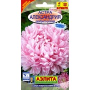 Семена цветов Астра Александрия серебристо-розовая фотография