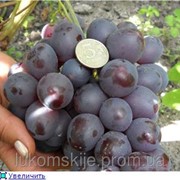 Саженци винограда Рождественский фото