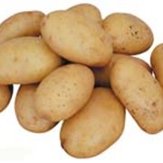 Картофель свежий фото