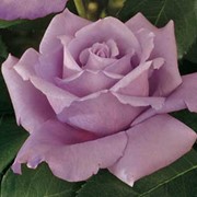 Саженцы роз сорта Голубой Нил