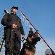 Охрана объектов со служебными собаками фото