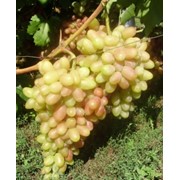 Саженцы винограда Юбилей Новочеркасска фото