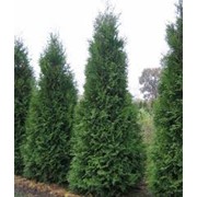 Туя Западная Thuja occidentalis Buchananii рост 40 – 60 фотография