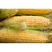Семена кукурузы Андреа F1 фотография