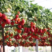 Тепличное хозяйство по выращиванию ягод фото
