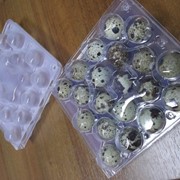 Упаковка для перепелиных яиц №20 фото