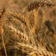 Озима пшениця Ластівка, Одеська Еліта фото