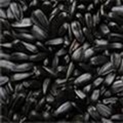 Калиброванная семечка подсолнечника, Донской крупноплодный фото