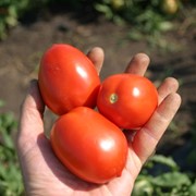 Семена томатов F1 Агрессор фотография